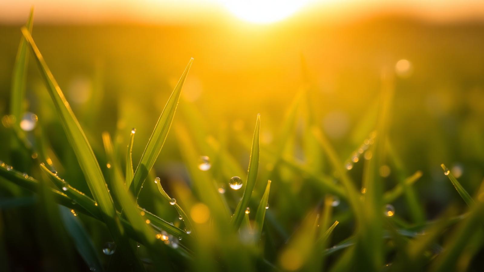 Dewdrops on healthy grass